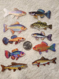 COLORFUL FISH 2 - Clear Decals